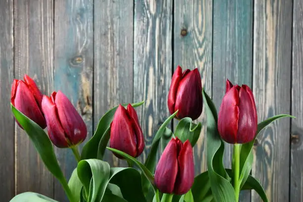 Red tulip on the wood background