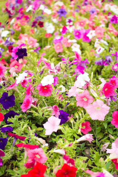 istock Flowers garden 957412356
