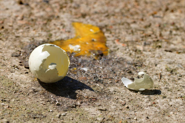 istock Wild bird egg shell fallen from the nest onto concrete floor broken with a dried yolk 957414734