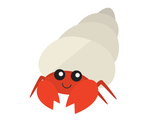 Hermit crab Hermit crab hermit crab stock illustrations