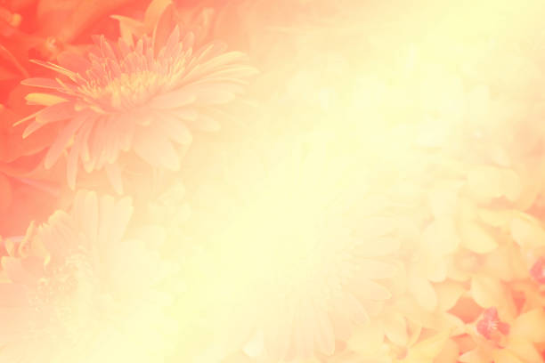 istock Blurred shadow of flower on retro color background. 957415526