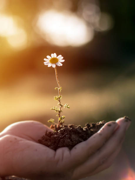 istock Hand holding small white flower in dirt 957415852