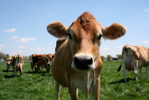 Domestic cows eating grass outdoors in nature.