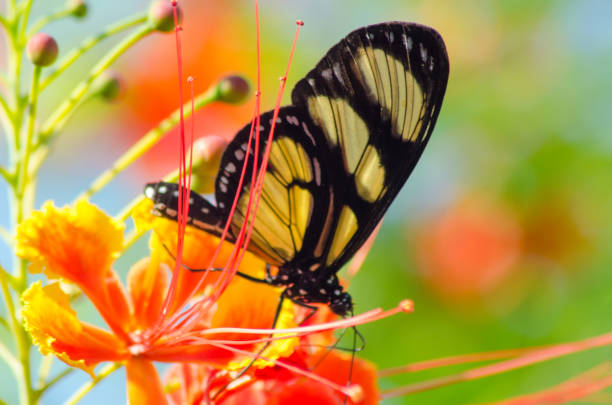 istock The magic and beauty of the macro world 957422408