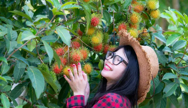 Happy young woman wearing red plaid shirt,hat with rambutans fruit on trunk in the garden,Ripe and green rambutans growing in garden/colorful red fruit at tree/fruit trade products/gardening of rambutans