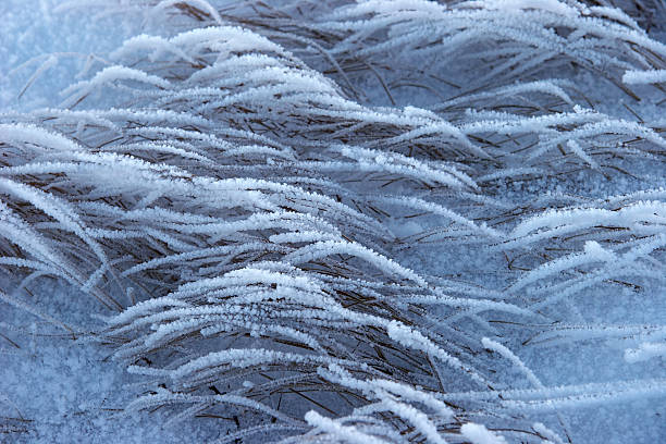 Winter frost on a dry grass stock photo