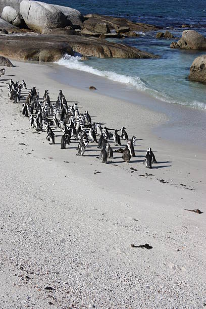 istock African Penguins on Boulders Beach 95742978