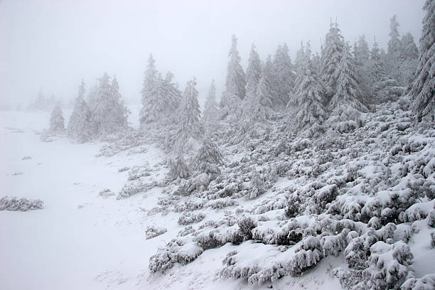 Winter fir forest in a snowstorm stock photo