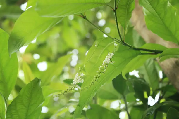 Photo of Fiddlewood flowers or Citharexylum spinosum in spring garden.