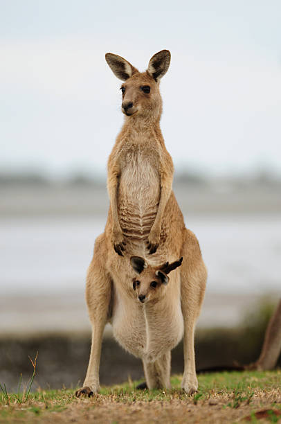 kangaroo & joey - kangaroo joey marsupial mammal stock-fotos und bilder