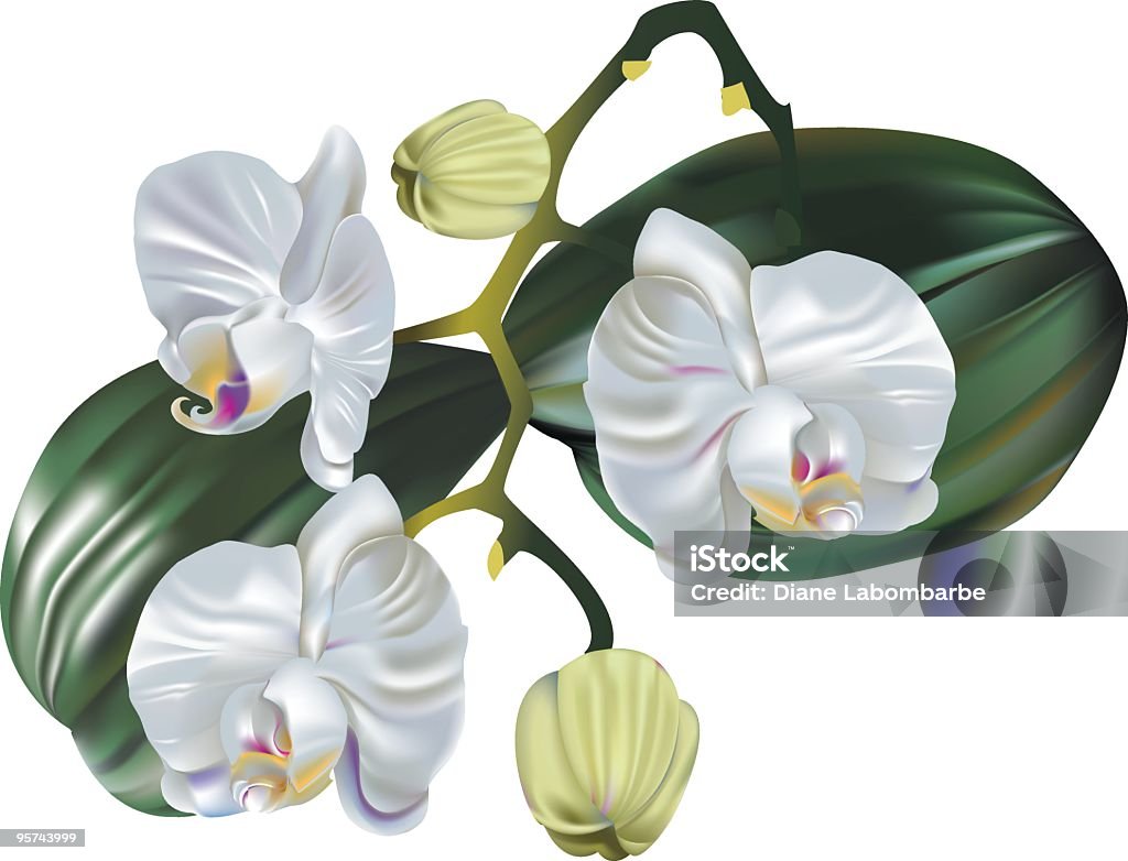 Orquídea Blooms- malha de gradiente - Royalty-free Cabeça de Flor arte vetorial