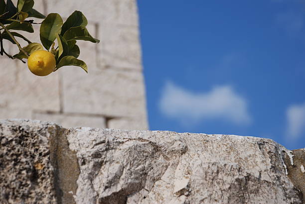 Lemon tree in the Palestinian town of Taybeh (West Bank)