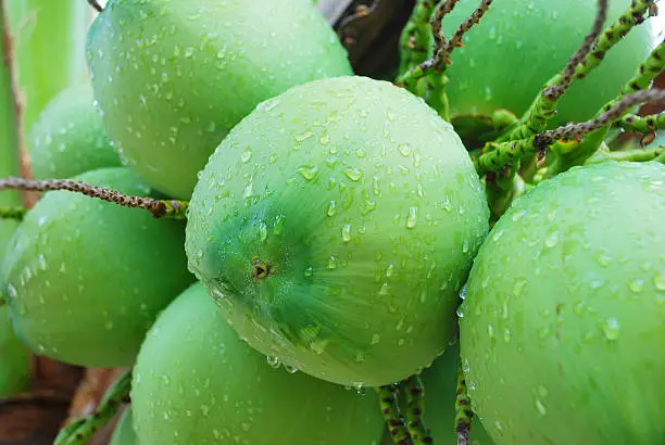 Close-up of a group of green coconuts on a palm tree, wet after a rain