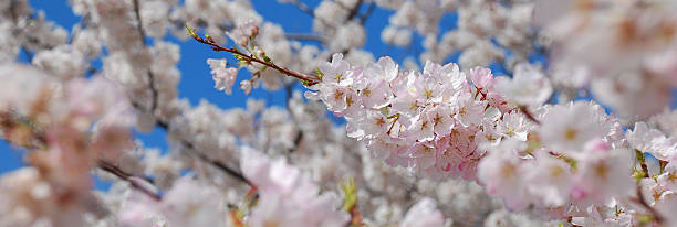 fiore di ciliegio panoramica - cherry blossom cherry tree tree washington dc foto e immagini stock