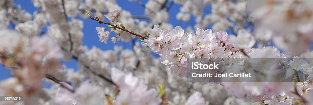 Cherry Blossom Panoramic Cherry Blossoms in Washington DC Cherry Blossom Stock Photo