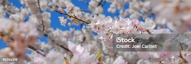 Cherry Blossom Panoramic Stock Photo - Download Image Now - Cherry Blossom, Tree, Allergy