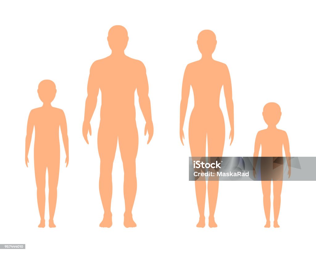 Male, female and children's  silhouette on white background, vector. children's, male and female silhouette, isolated on a white background. Vector flat illustration. kid, man and a woman. The Human Body stock vector