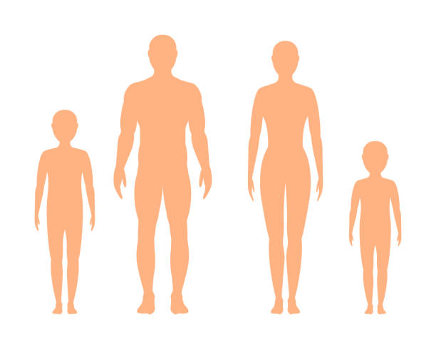 Male, female and children's  silhouette on white background, vector. children's, male and female silhouette, isolated on a white background. Vector flat illustration. kid, man and a woman. anatomy illustrations stock illustrations