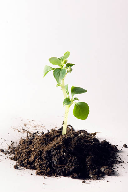 istock young plant,seedling,growth,close-up 95744408