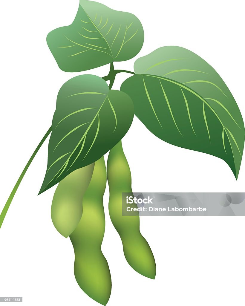 Soybeans brin et haricots bornes multimédias et trois feuilles Clipart - clipart vectoriel de Graine de soja libre de droits