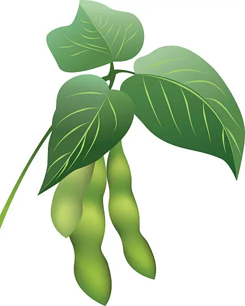 Vector illustration of Soybeans Sprig with Bean Pods and Three Leaves Clipart