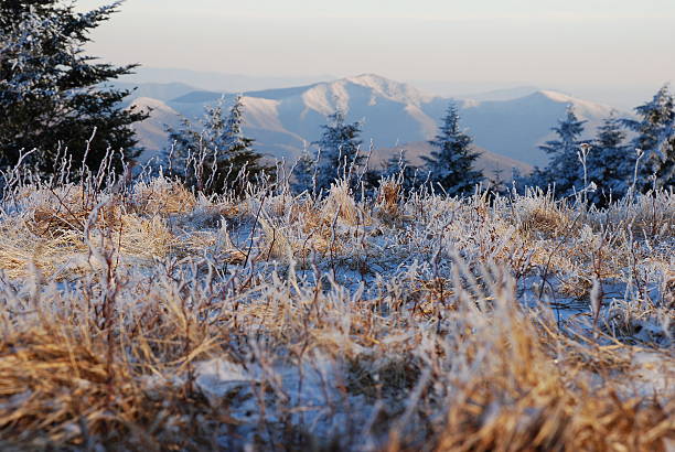 윈터 온 론이 마운틴 in appalachia - roan mountain state park 뉴스 사진 이미지