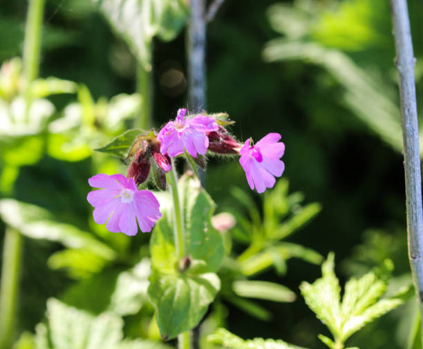 istock red campion or red catchfly (Silene dioica) flower blooming in spring 957447066