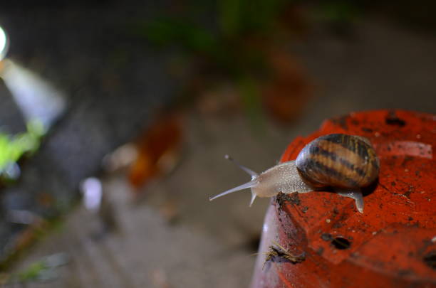 Snail making its way to the top of an inverted pot at night