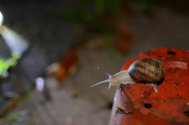 Photo of Snail at the top of the empty pot