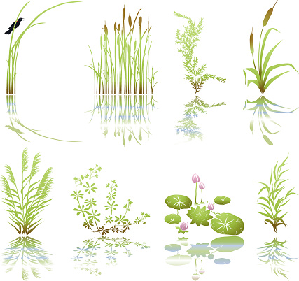 Wetlands Icons with Multiple Marsh Elements including their Shadows. The set is done in green grunge and includes, bird on thrush weed,cat tails, marsh plants and weeds, and cluster of lily pads with flowers. Each icon has it's shadow underneath.
