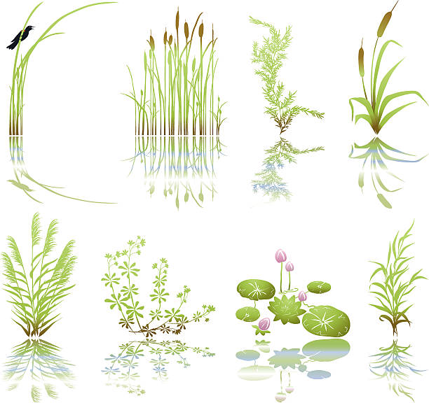 Wetlands Icons with Multiple Marsh Elements including their Shadows Wetlands Icons with Multiple Marsh Elements including their Shadows. The set is done in green grunge and includes, bird on thrush weed,cat tails, marsh plants and weeds, and cluster of lily pads with flowers. Each icon has it's shadow underneath. marsh illustrations stock illustrations