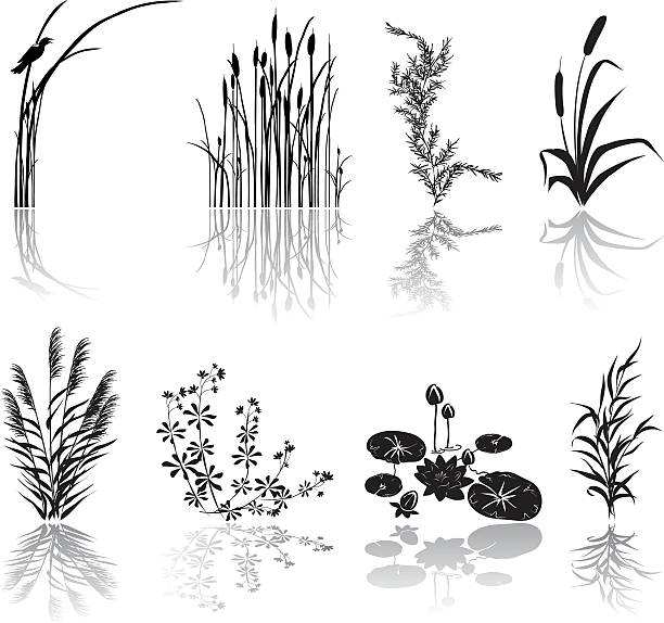 Wetlands Black Silhouette Icons with Multiple Marsh Elements and Shadows Wetlands Icons. Wetlands Black Silhouette Icons with Marsh Elements including shadows. Set of eight Marsh elements include thrush weeds, cat tails, lily pads, bird, plants,  and various weeds. Elements can be moved and manipulated. marsh illustrations stock illustrations