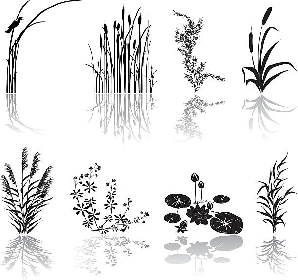 Wetlands Black Silhouette Icons with Multiple Marsh Elements and Shadows Wetlands Icons. Wetlands Black Silhouette Icons with Marsh Elements including shadows. Set of eight Marsh elements include thrush weeds, cat tails, lily pads, bird, plants,  and various weeds. Elements can be moved and manipulated. swamp stock illustrations