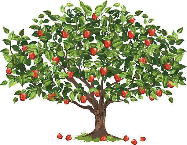 apfelbaum mit reife frucht bereit für die ernte - apfelbaum stock-grafiken, -clipart, -cartoons und -symbole