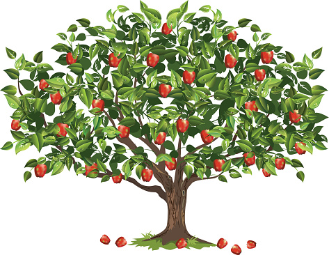 Apple Tree Filled With Ripe Fruit Ready For Harvest