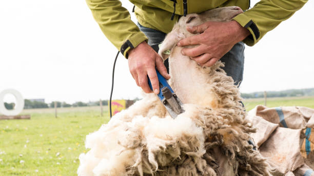 Sheep shearing stock photo