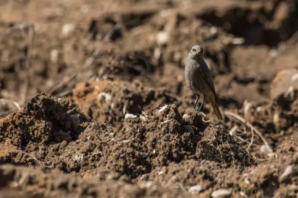 Photo of Black redtail (Phoenicurus ochrurus)