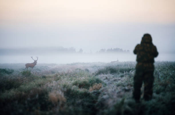 Hunter holding a rifle and aiming red deer, hunter photoshooting. Hunter holding a rifle and aiming red deer prey in the mist, hunter photoshooting at the morning. hunting sport stock pictures, royalty-free photos & images