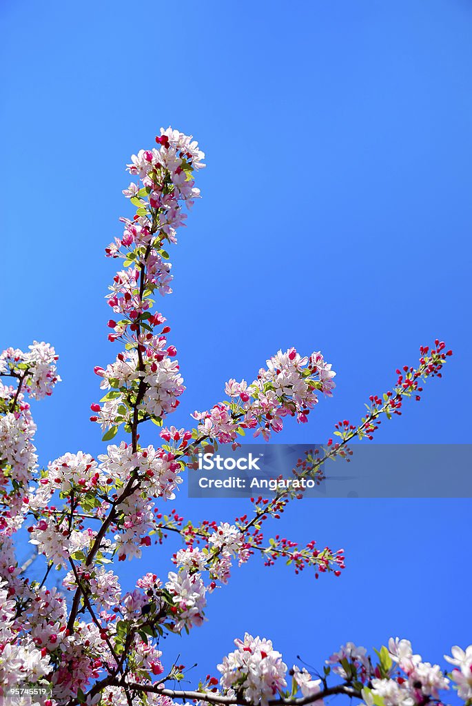 Flores de cereja - Foto de stock de Abril royalty-free