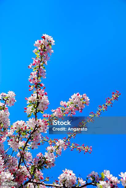 Foto de Flores De Cereja e mais fotos de stock de Abril - Abril, Azul, Beleza natural - Natureza