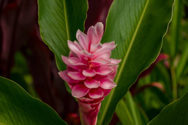 istock Closeup of Yellow Tropical Flower 957457242