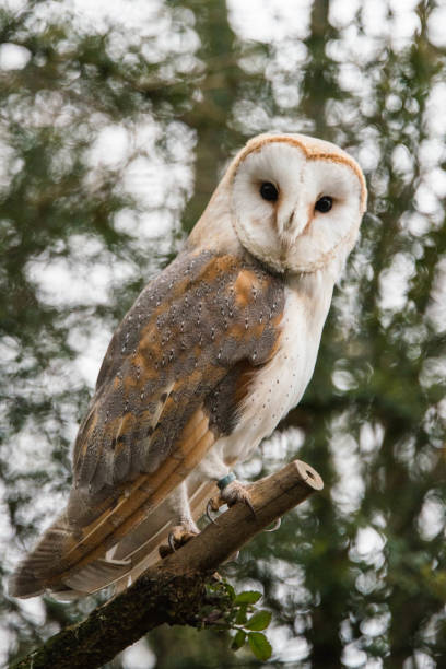 istock A common barn owl sitting on a branch 957459090
