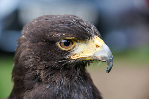 istock Close up of the profile of a Harris hawk 957459112