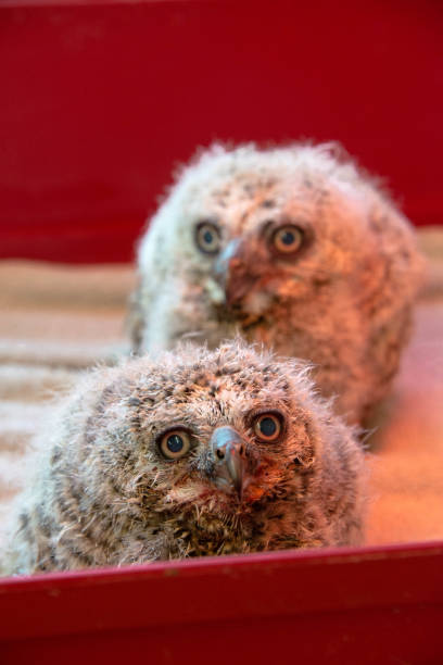 istock A pair of two week old Great Horned owls in a cage 957459164