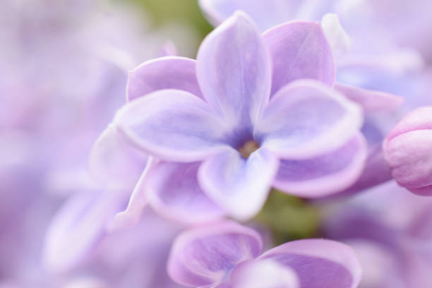 istock Lilac flowers close up 957459842