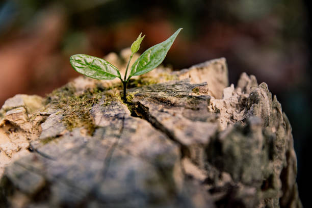 istock Young plant growing in a log 957463700