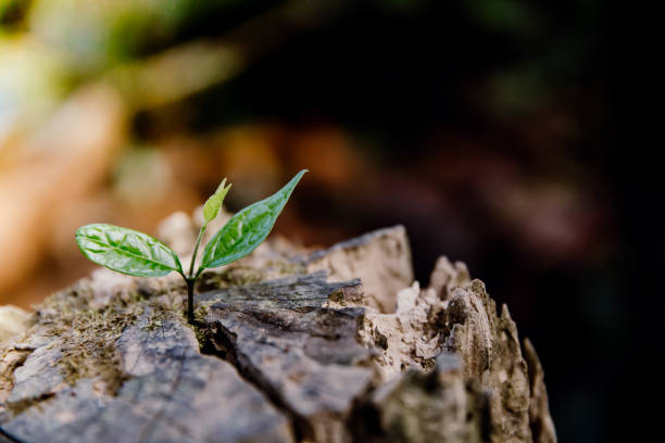 istock Young plant growing in a log wood. 957463984