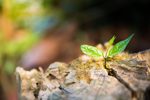 istock Young plant growing in a log wood. 957464338