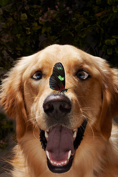 istock Butterfly on Dog's Nose 95746449