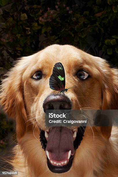 Butterfly On Dogs Nose Stock Photo - Download Image Now - Butterfly - Insect, Retriever, Dog